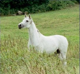 Photo de ZESTE DES AUBUS, pur-sang arabe passé au Haras de la Chataignière - Des Aubus