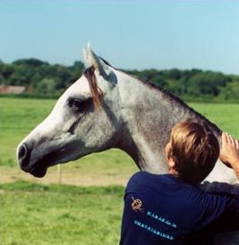 Photo de ZESTE DES AUBUS, pur-sang arabe passé au Haras de la Chataignière - Des Aubus