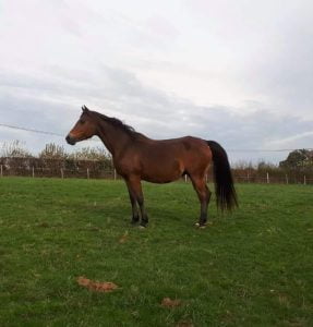 Photo de ZESTE DES AUBUS, pur-sang arabe passé au Haras de la Chataignière - Des Aubus