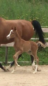 Photo de ZESTE DES AUBUS, pur-sang arabe passé au Haras de la Chataignière - Des Aubus