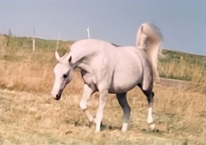 Photo de ZESTE DES AUBUS, pur-sang arabe passé au Haras de la Chataignière - Des Aubus