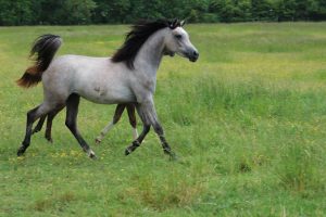 Photo de ZESTE DES AUBUS, pur-sang arabe passé au Haras de la Chataignière - Des Aubus