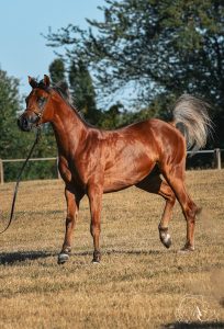 Photo de ZESTE DES AUBUS, pur-sang arabe passé au Haras de la Chataignière - Des Aubus