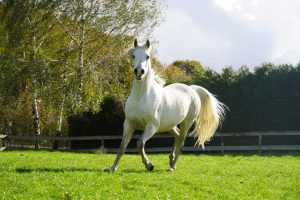 Photo de ZESTE DES AUBUS, pur-sang arabe passé au Haras de la Chataignière - Des Aubus