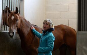 Photo de ZESTE DES AUBUS, pur-sang arabe passé au Haras de la Chataignière - Des Aubus