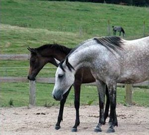 Photo de ZESTE DES AUBUS, pur-sang arabe passé au Haras de la Chataignière - Des Aubus
