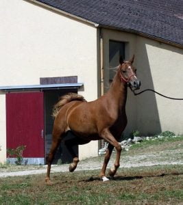Photo de ZESTE DES AUBUS, pur-sang arabe passé au Haras de la Chataignière - Des Aubus
