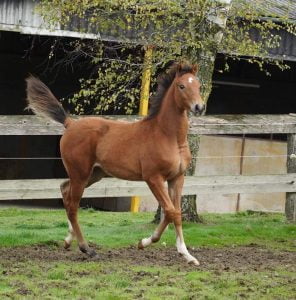 Photo de ZESTE DES AUBUS, pur-sang arabe passé au Haras de la Chataignière - Des Aubus