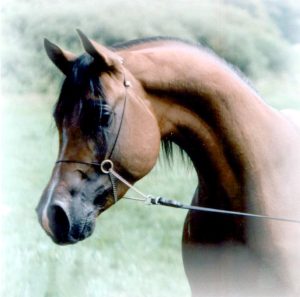 Photo de ZESTE DES AUBUS, pur-sang arabe passé au Haras de la Chataignière - Des Aubus