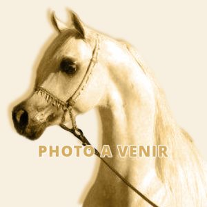 Photo de ZESTE DES AUBUS, pur-sang arabe passé au Haras de la Chataignière - Des Aubus
