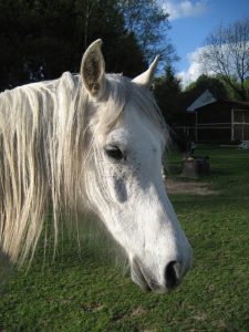 Photo de ZESTE DES AUBUS, pur-sang arabe passé au Haras de la Chataignière - Des Aubus