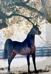 Photo de ZESTE DES AUBUS, pur-sang arabe passé au Haras de la Chataignière - Des Aubus