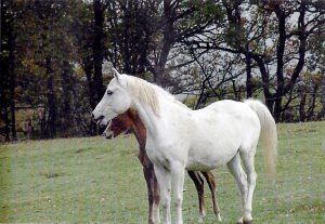 Photo de ZESTE DES AUBUS, pur-sang arabe passé au Haras de la Chataignière - Des Aubus