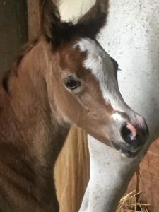 Photo de ZESTE DES AUBUS, pur-sang arabe passé au Haras de la Chataignière - Des Aubus