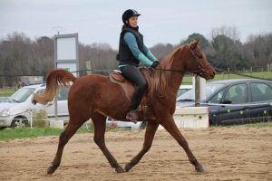 Photo de ZESTE DES AUBUS, pur-sang arabe passé au Haras de la Chataignière - Des Aubus