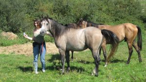 Photo de ZESTE DES AUBUS, pur-sang arabe passé au Haras de la Chataignière - Des Aubus