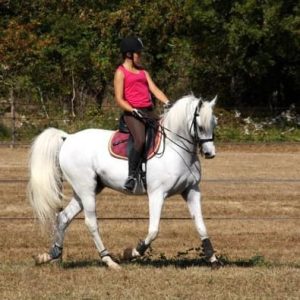 Photo de ZESTE DES AUBUS, pur-sang arabe passé au Haras de la Chataignière - Des Aubus
