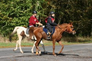 Photo de ZESTE DES AUBUS, pur-sang arabe passé au Haras de la Chataignière - Des Aubus