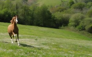 Photo de ZESTE DES AUBUS, pur-sang arabe passé au Haras de la Chataignière - Des Aubus