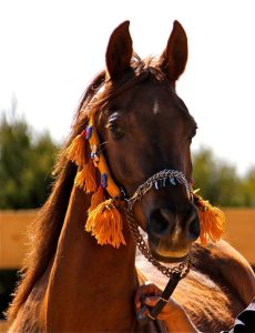 Photo de ZESTE DES AUBUS, pur-sang arabe passé au Haras de la Chataignière - Des Aubus