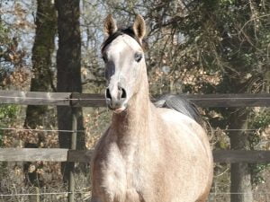 Photo de ZESTE DES AUBUS, pur-sang arabe passé au Haras de la Chataignière - Des Aubus