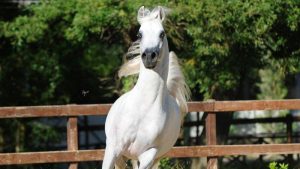 Photo de ZESTE DES AUBUS, pur-sang arabe passé au Haras de la Chataignière - Des Aubus