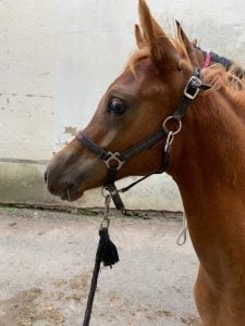 Photo de ZESTE DES AUBUS, pur-sang arabe passé au Haras de la Chataignière - Des Aubus