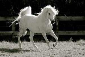 Photo de ZESTE DES AUBUS, pur-sang arabe passé au Haras de la Chataignière - Des Aubus