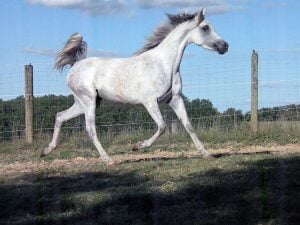 Photo de ZESTE DES AUBUS, pur-sang arabe passé au Haras de la Chataignière - Des Aubus