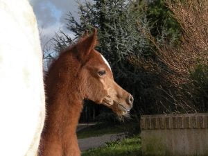 Photo de ZESTE DES AUBUS, pur-sang arabe passé au Haras de la Chataignière - Des Aubus