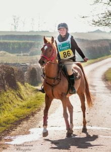 Photo de ZESTE DES AUBUS, pur-sang arabe passé au Haras de la Chataignière - Des Aubus