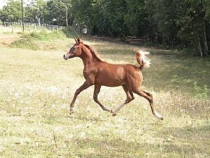 Photo de ZESTE DES AUBUS, pur-sang arabe passé au Haras de la Chataignière - Des Aubus