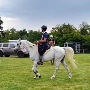 Photo de ZESTE DES AUBUS, pur-sang arabe passé au Haras de la Chataignière - Des Aubus