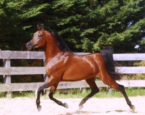 Photo de ZESTE DES AUBUS, pur-sang arabe passé au Haras de la Chataignière - Des Aubus