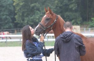 Photo de ZESTE DES AUBUS, pur-sang arabe passé au Haras de la Chataignière - Des Aubus