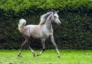 Photo de ZESTE DES AUBUS, pur-sang arabe passé au Haras de la Chataignière - Des Aubus