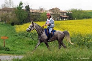 Photo de ZESTE DES AUBUS, pur-sang arabe passé au Haras de la Chataignière - Des Aubus