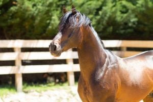 Photo de ZESTE DES AUBUS, pur-sang arabe passé au Haras de la Chataignière - Des Aubus