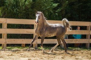 Photo de ZESTE DES AUBUS, pur-sang arabe passé au Haras de la Chataignière - Des Aubus