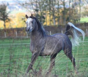 Photo de ZESTE DES AUBUS, pur-sang arabe passé au Haras de la Chataignière - Des Aubus
