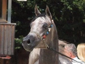 Photo de ZESTE DES AUBUS, pur-sang arabe passé au Haras de la Chataignière - Des Aubus