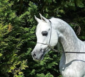 Photo de ZESTE DES AUBUS, pur-sang arabe passé au Haras de la Chataignière - Des Aubus