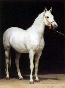 Photo de ZESTE DES AUBUS, pur-sang arabe passé au Haras de la Chataignière - Des Aubus