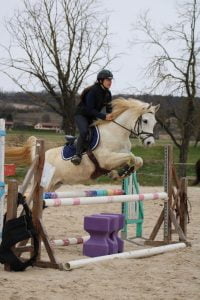 Photo de ZESTE DES AUBUS, pur-sang arabe passé au Haras de la Chataignière - Des Aubus