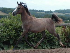 Photo de ZESTE DES AUBUS, pur-sang arabe passé au Haras de la Chataignière - Des Aubus