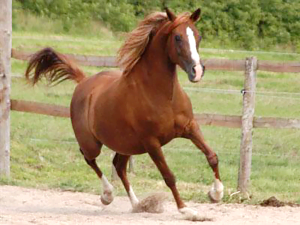 Photo de ZESTE DES AUBUS, pur-sang arabe passé au Haras de la Chataignière - Des Aubus