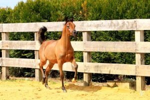 Photo de ZESTE DES AUBUS, pur-sang arabe passé au Haras de la Chataignière - Des Aubus