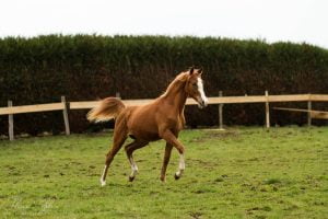 Photo de ZESTE DES AUBUS, pur-sang arabe passé au Haras de la Chataignière - Des Aubus