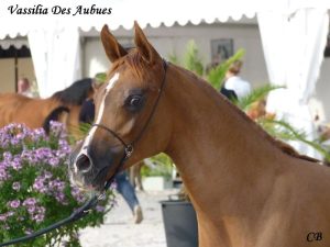 Photo de ZESTE DES AUBUS, pur-sang arabe passé au Haras de la Chataignière - Des Aubus