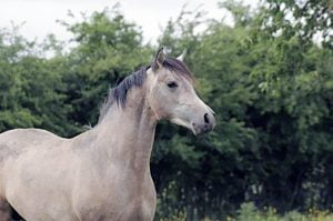Photo de ZESTE DES AUBUS, pur-sang arabe passé au Haras de la Chataignière - Des Aubus